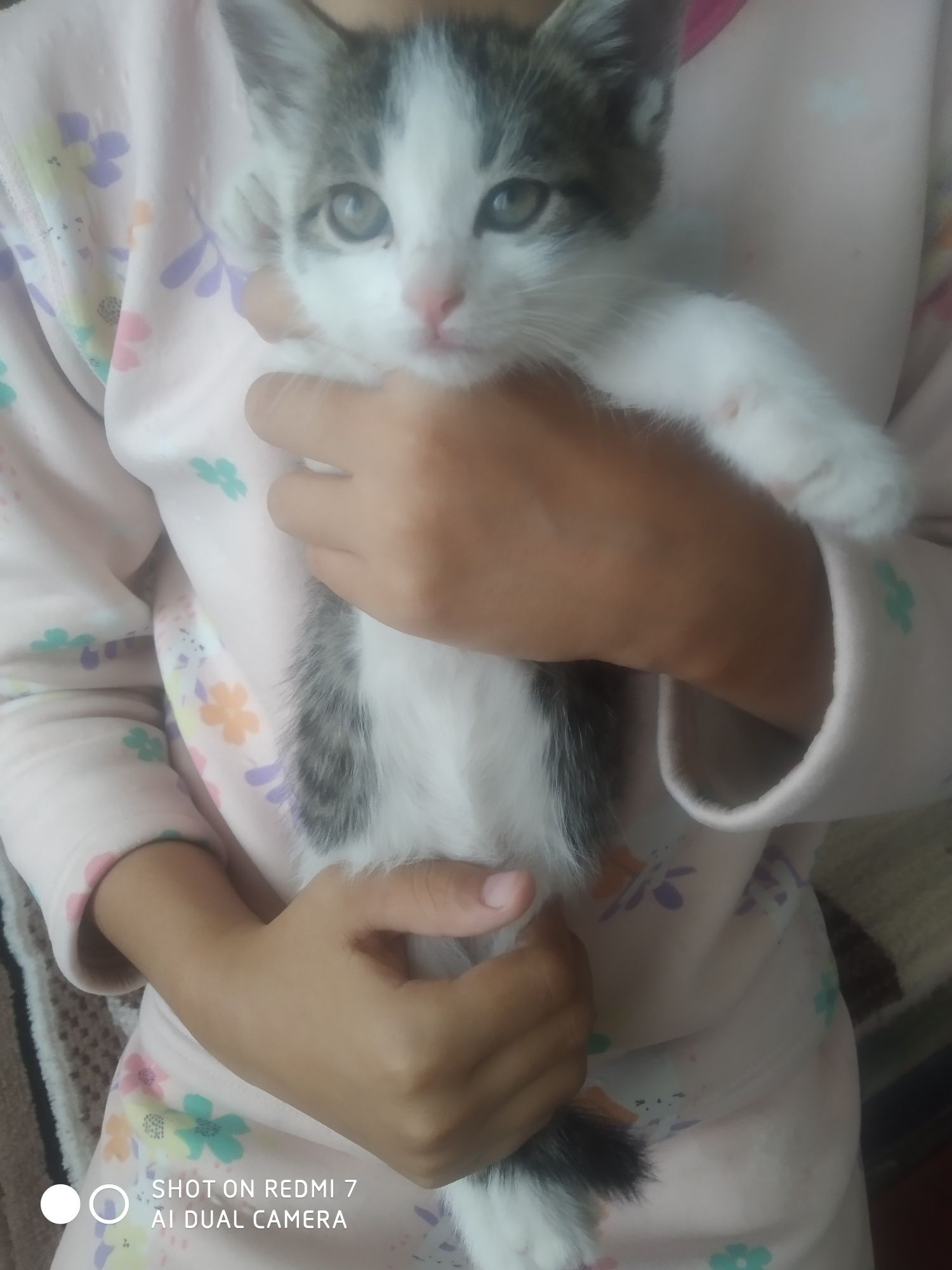 Домашние котята черно- белые