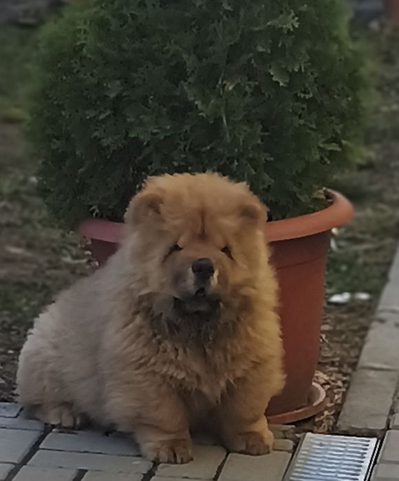 CHOW CHOW rosu cu pedigree