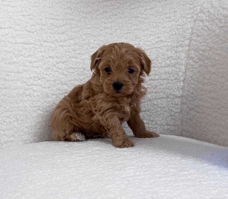 Maltipoo Toy Crem Talie mica