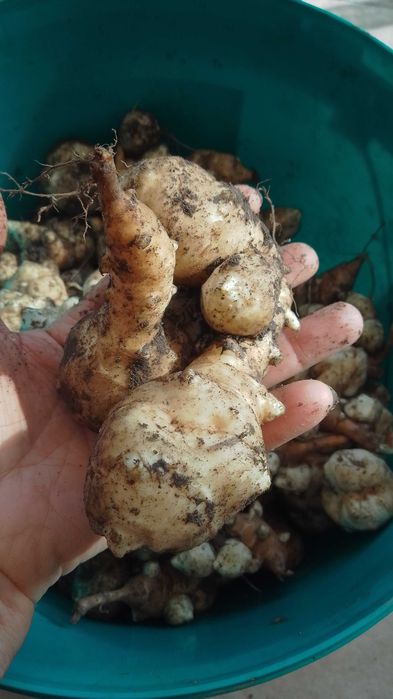 Vând topinambur alb