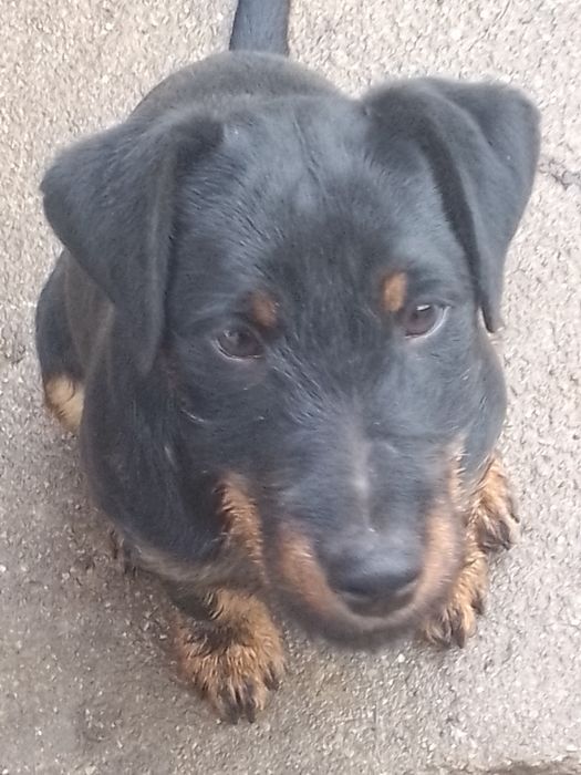 Cățel Jagdterrier femelă