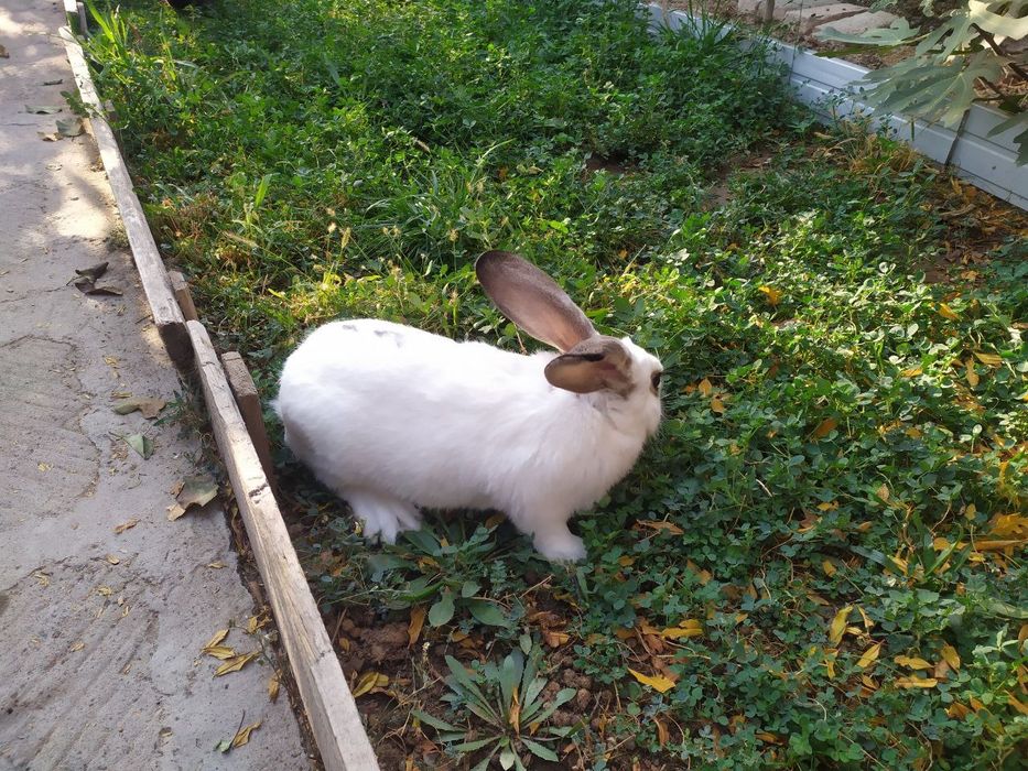 Куён сотилади / Продаётся кролики