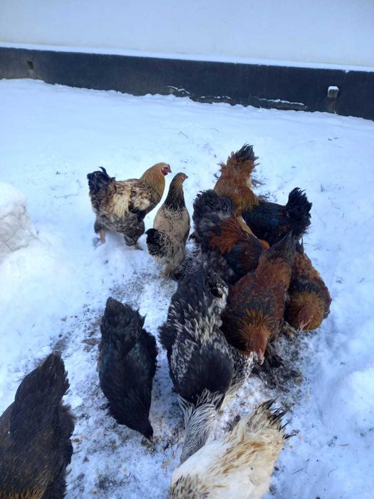 Продам молодых петухов Брам!