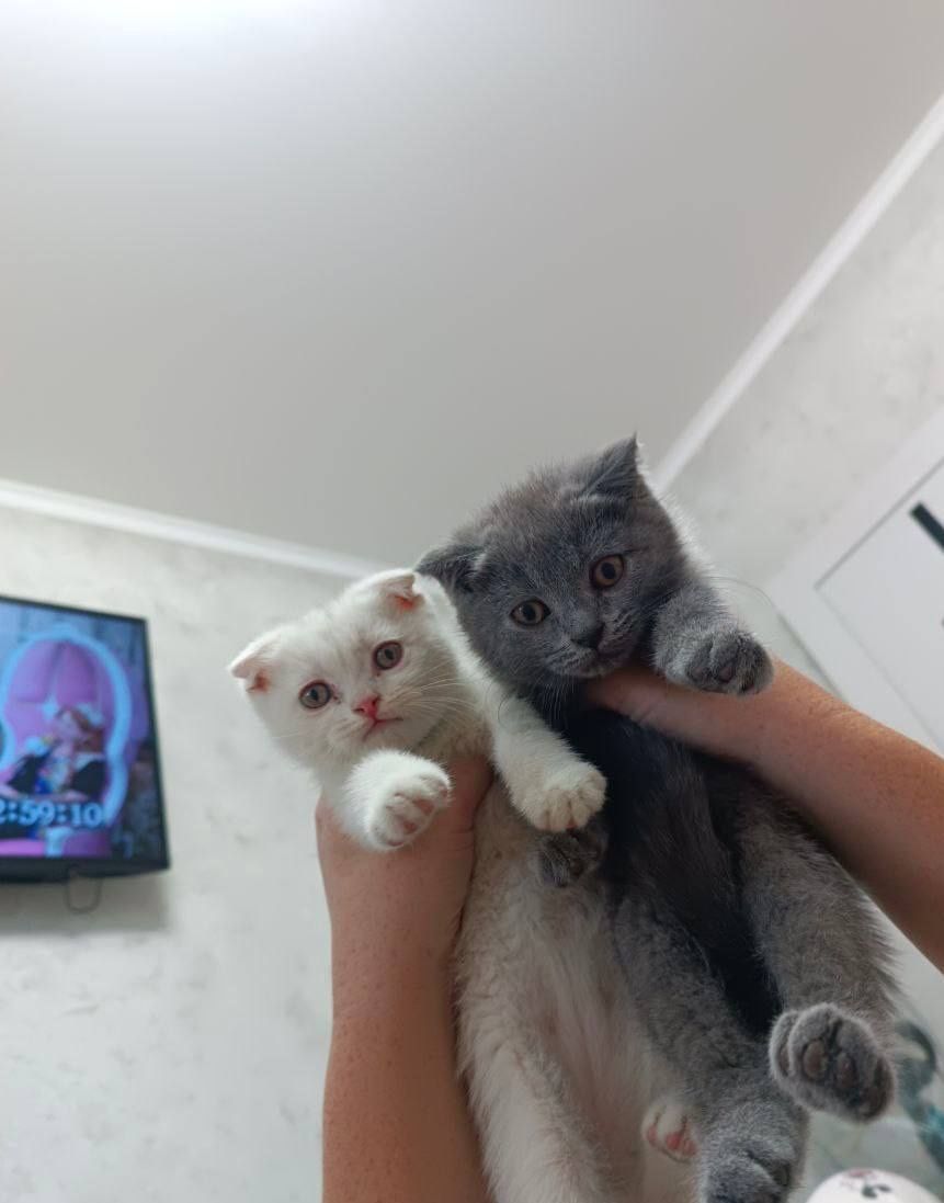 Котята  от правильной вязки ПРОДАЮТСЯ