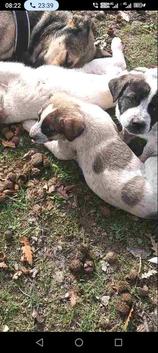 4 БОK x Малиноа микс Кученца