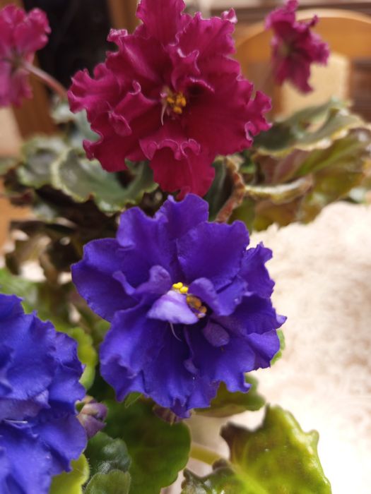 Продам цветущие сортовые фиалки