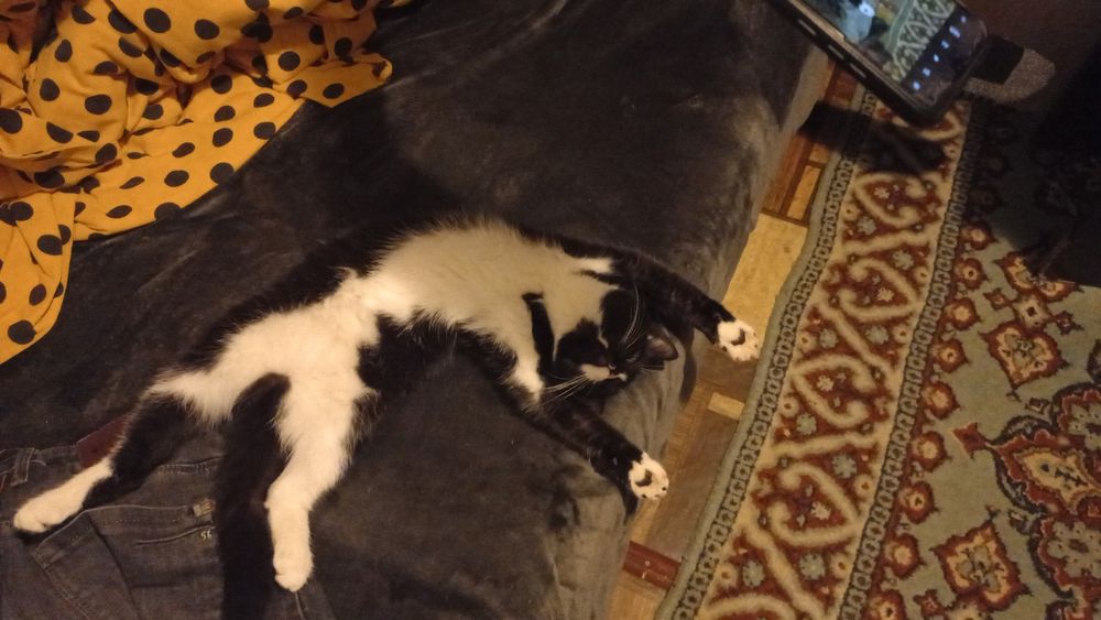 Срочно отдам в хорошие руки