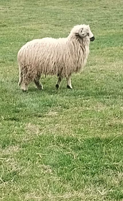 Berbecuț din primăvară