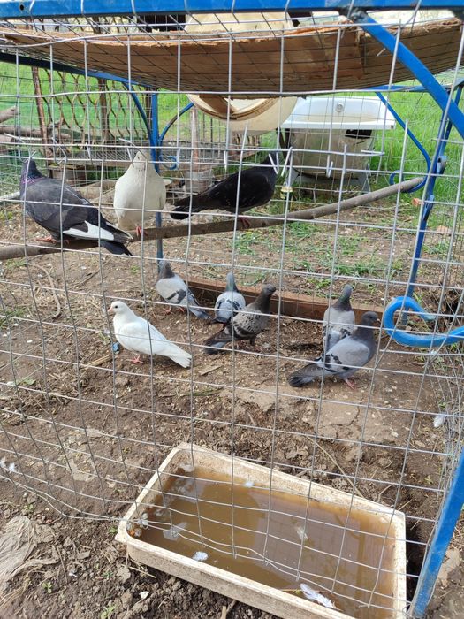 Продам диких голубей..