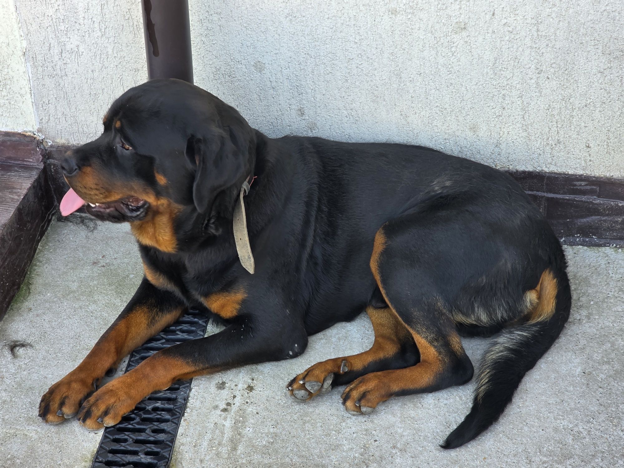Mascul Rottweiler talie mare!