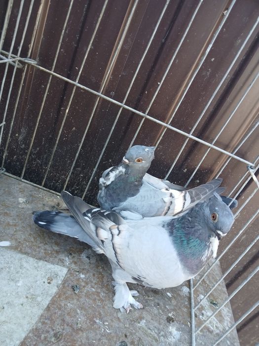 Misirlii / Satinetii