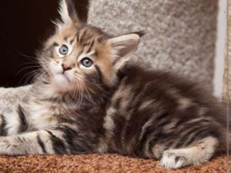 Maine Coon disponibil