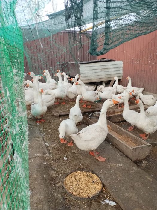 Ищу людей на ощип гусей