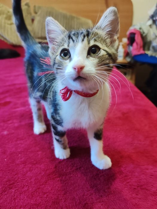 Donez responsabil 4 pui de pisica