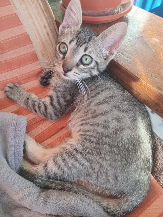 Donez pisoi băiețel, de 2 luni . Afumați Ilfov .