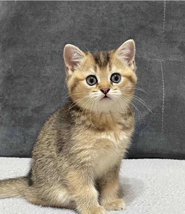 Продаётся Шотландский  котёнок Скоттиш Фолд .