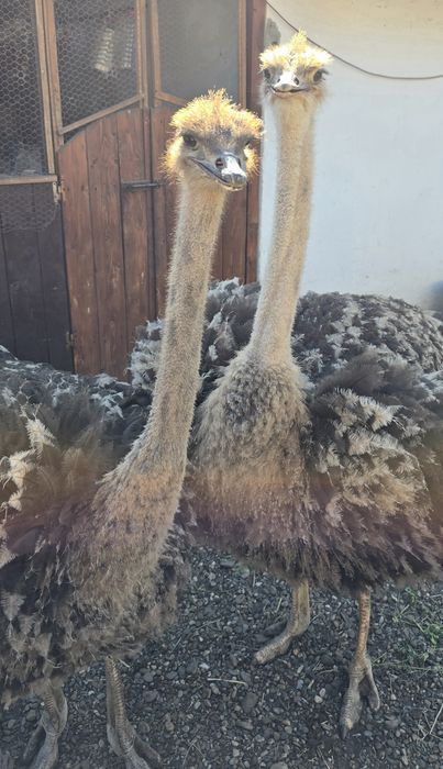 Struți de vânzare!