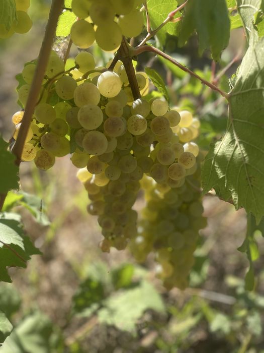 Struguri de vin