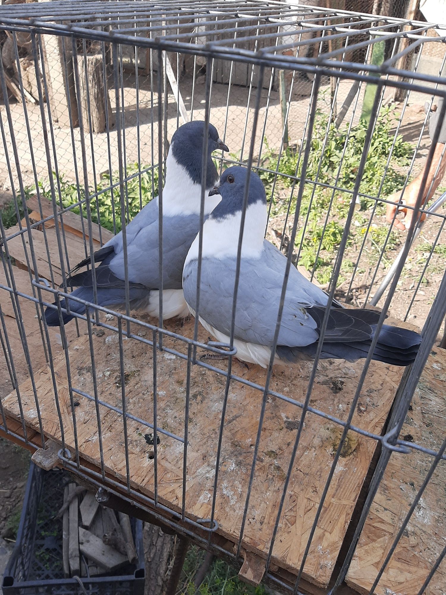 Porumbei straser tineret