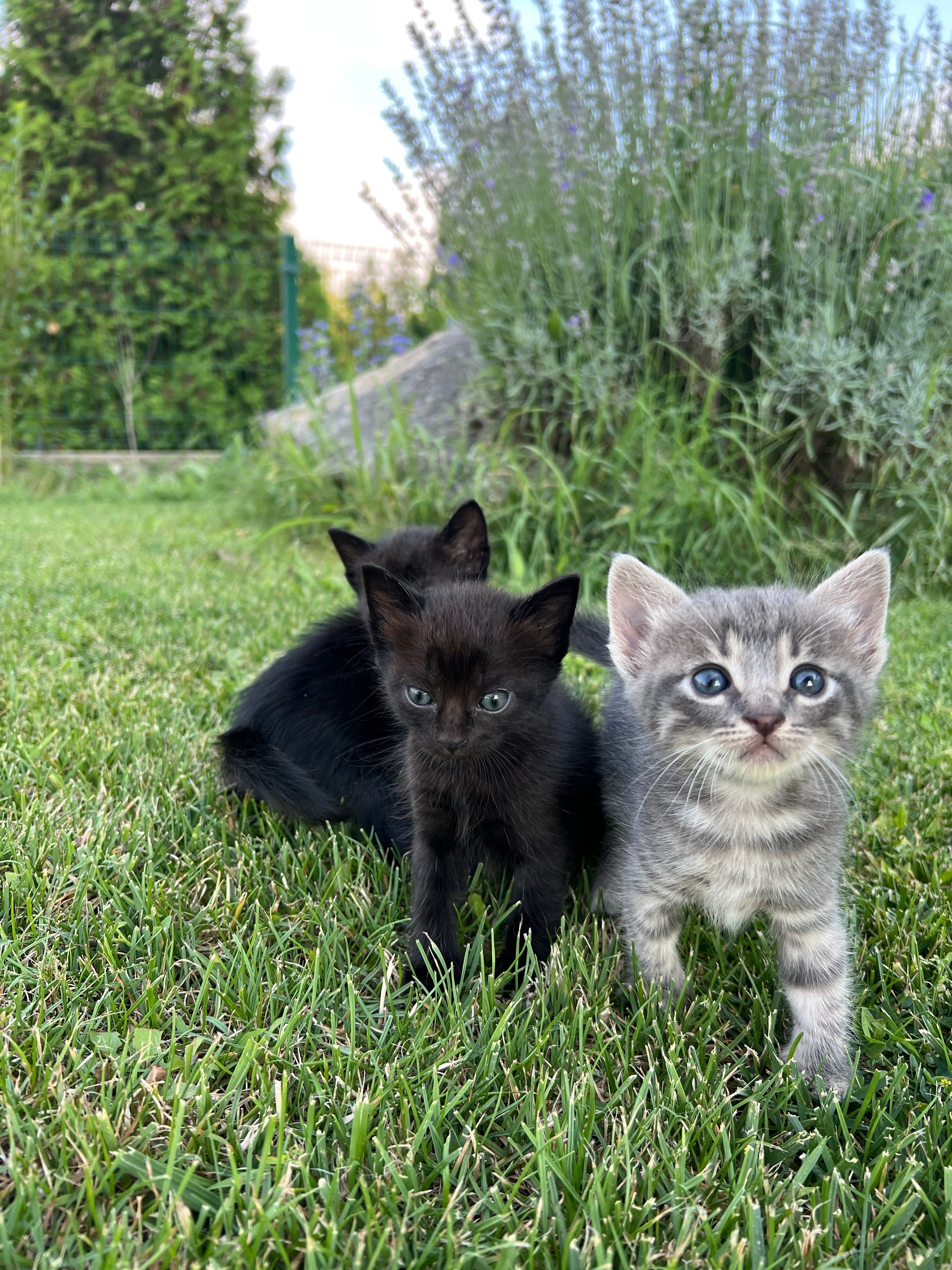 Подярявам малки котенца