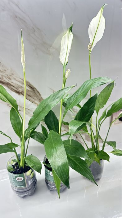 Продам спатифиллум по 1500
