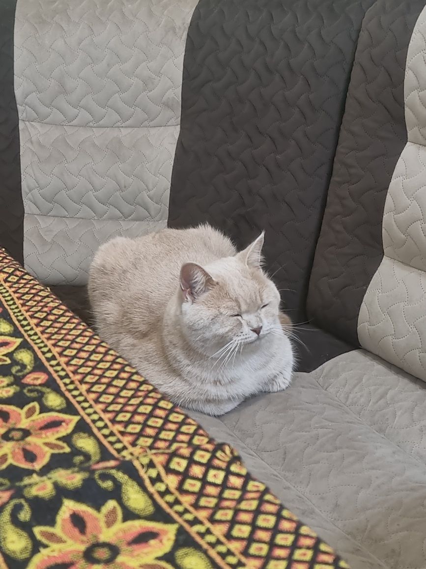 Кота на вязку! Скоттиш Страйт