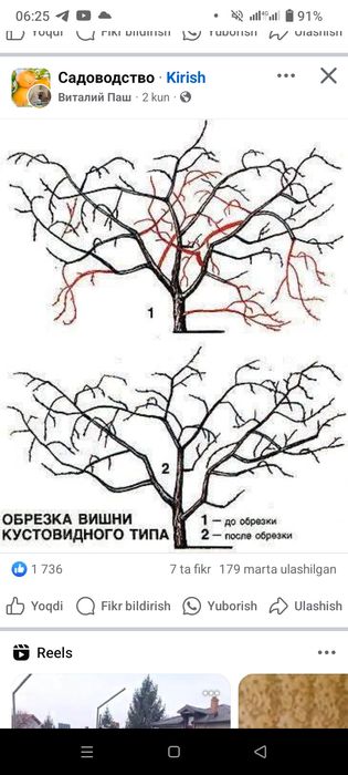 Daraxt kisish va shakli berish xezmati