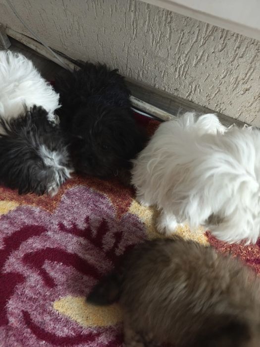 Donez căței bichon cu părinți cu tot