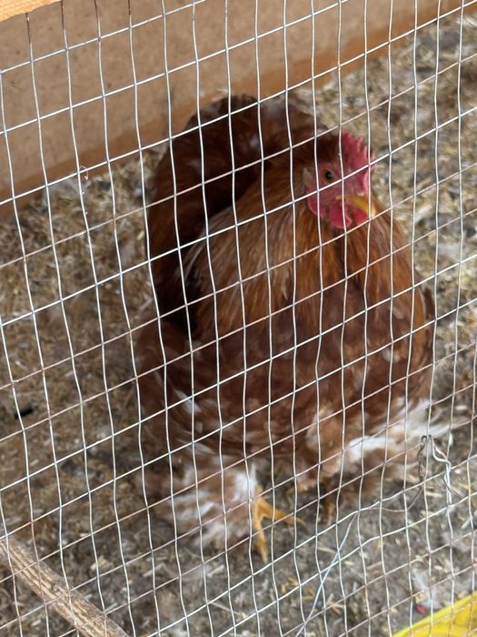 Фаргонада жужа хурозлар, кохинхин карлик