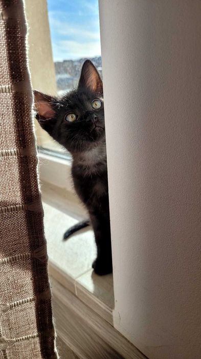 Adopție pui de pisică Iasi