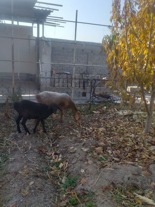 Ona bola qoy sotiladi