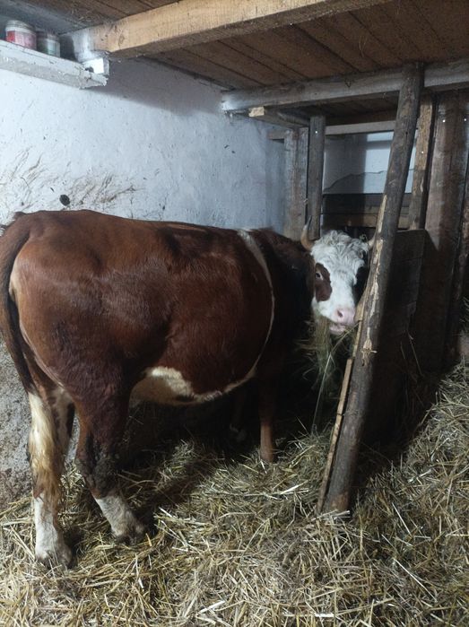 Vând 3 junici  bune