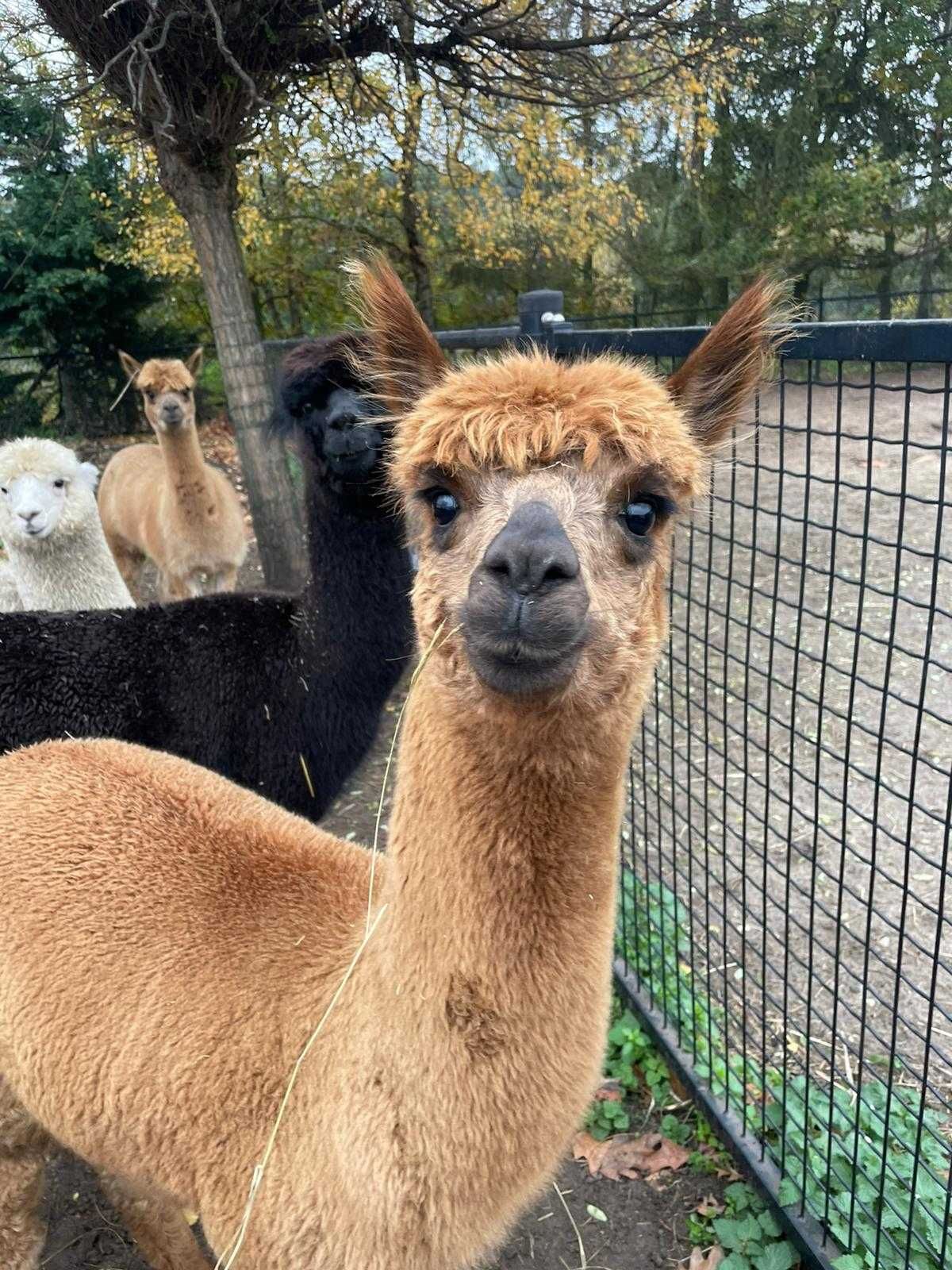 Vând Alpaca perechi sau bucati