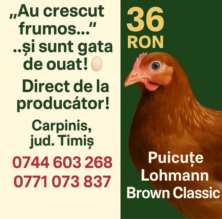 De ce să cumperi puicuțele direct din fermă avicolă Balagri?