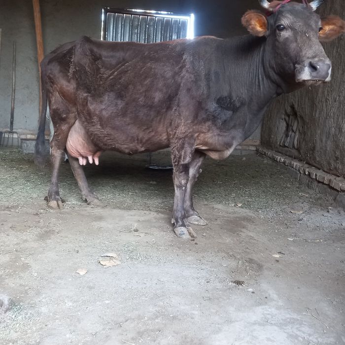 Ona bola sigir sotiladi