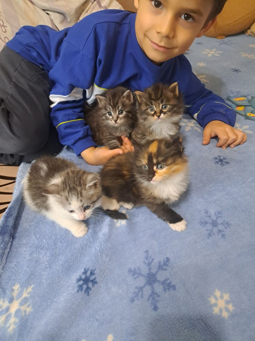 Котята даром в добрые руки.
