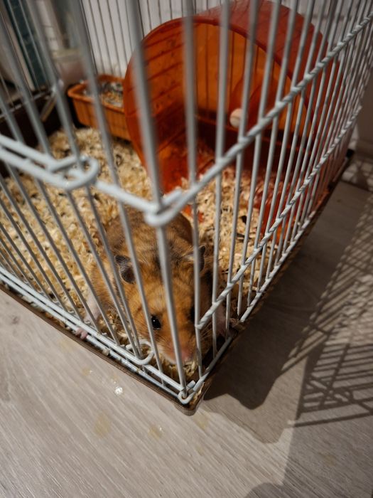 Hamster + cusca +accesorii , hrana si talaj
