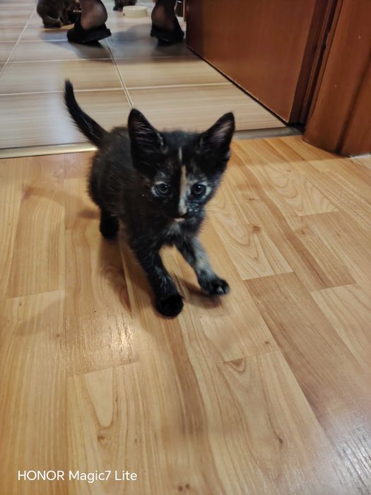 Donez 3 pisicuțe adorabile