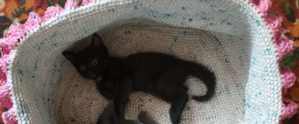 Мысык баласын тегин беремин. Шиели