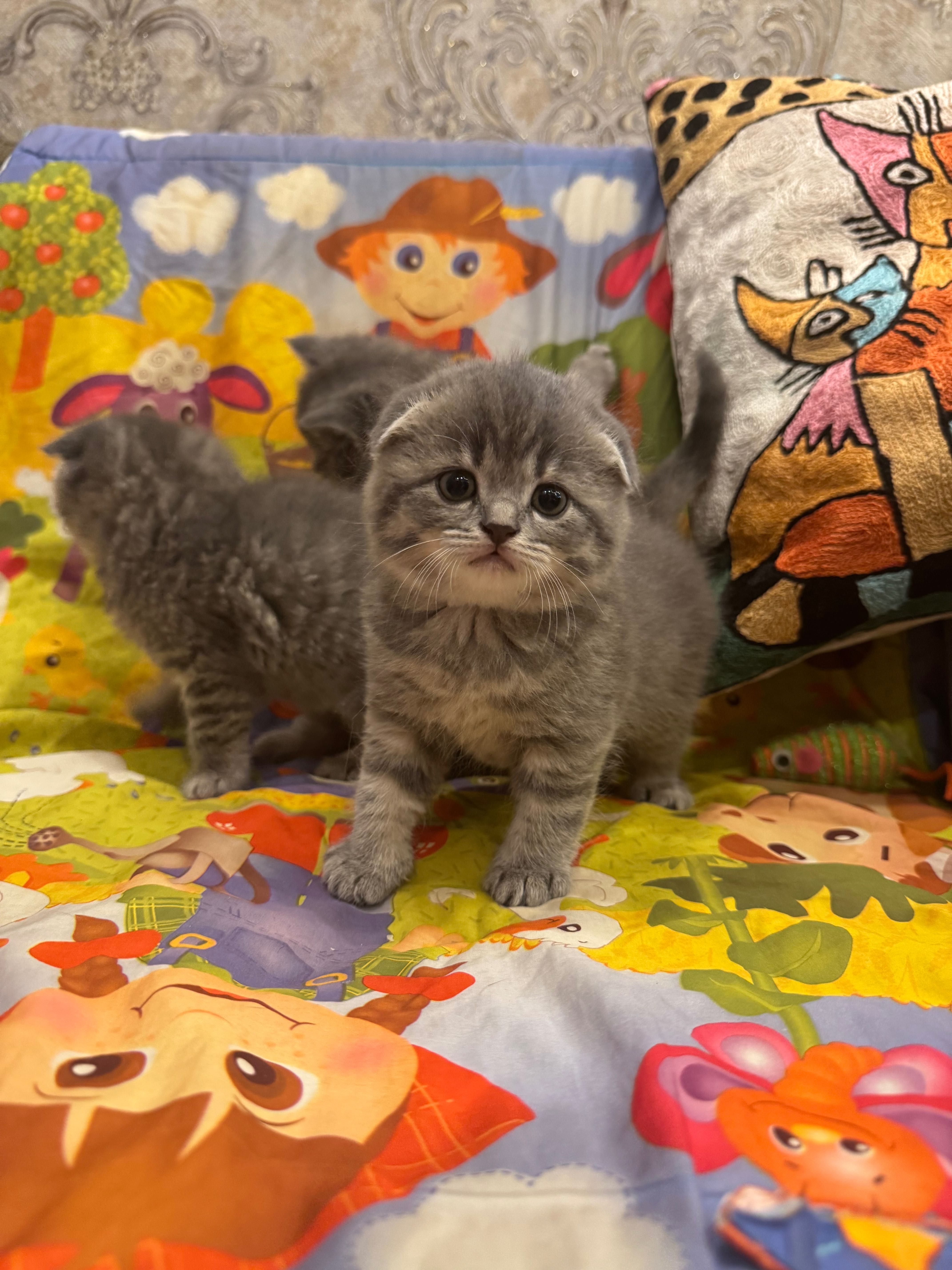 Продаю котят скотиш Фолд и Страйт