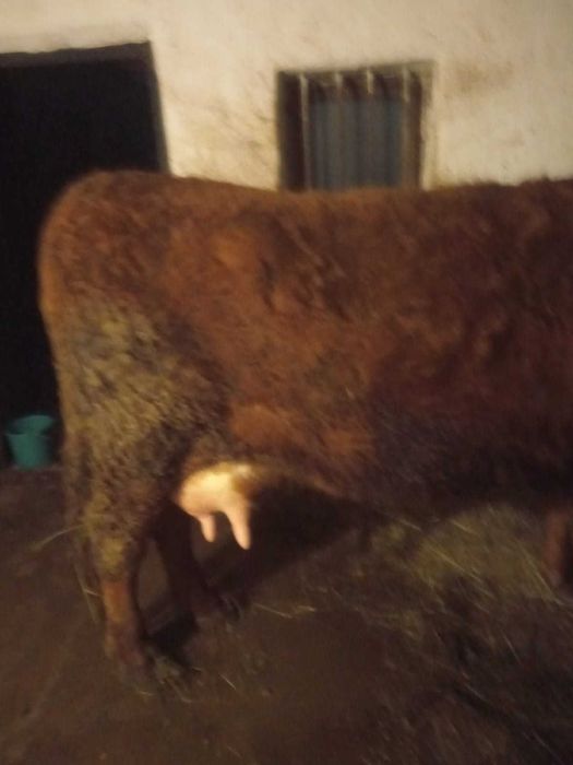 Vând vacă cu vițea