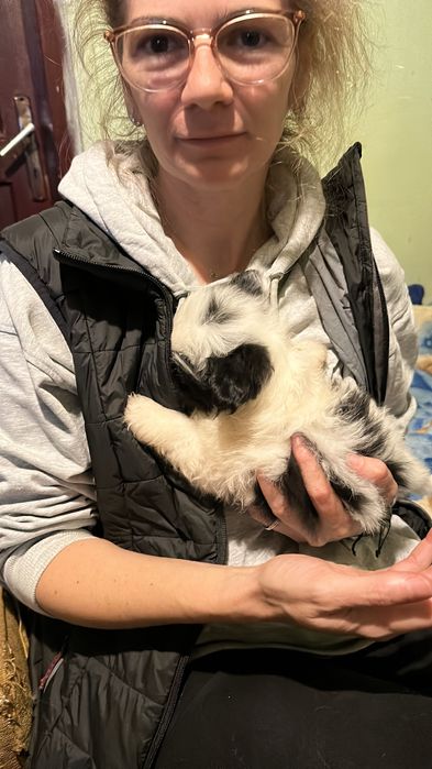 Donez căței talie mina