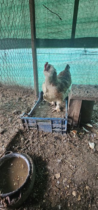 Vând o pereche de Faverolles somon