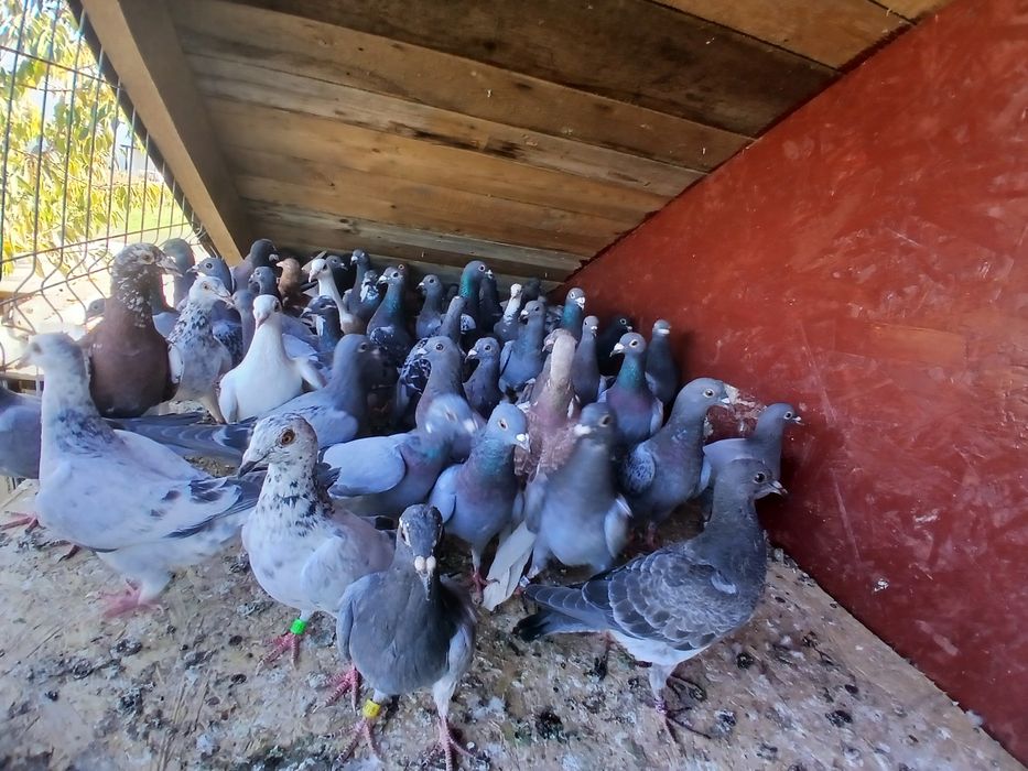 Vând porumbei voiajori fond-maraton