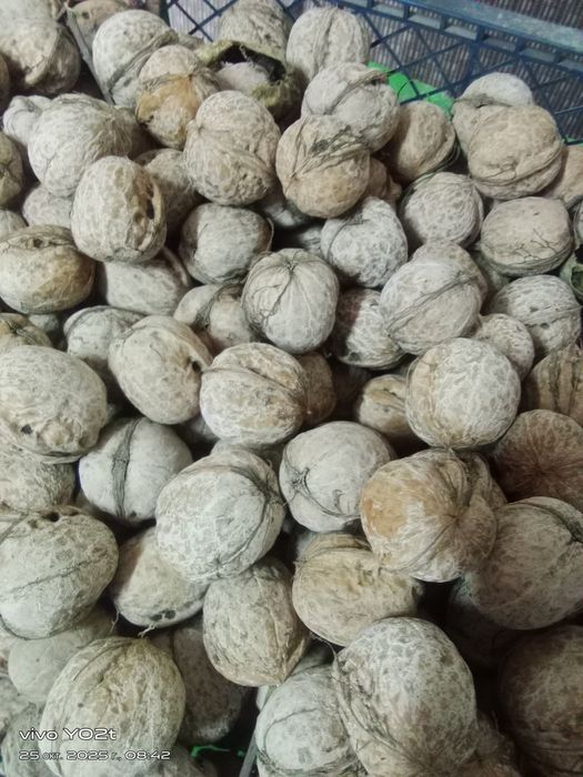 Продам грецкие орехи.