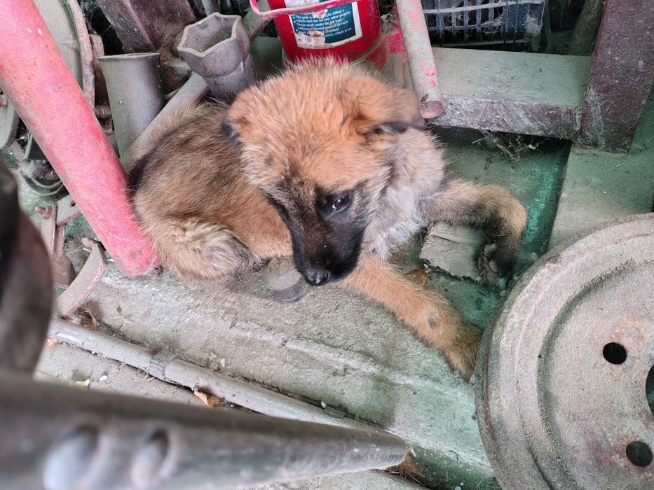 Donez cățel talie media