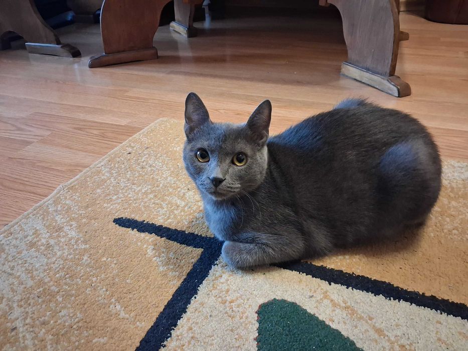 Pisica Metis Albastru de Rusia