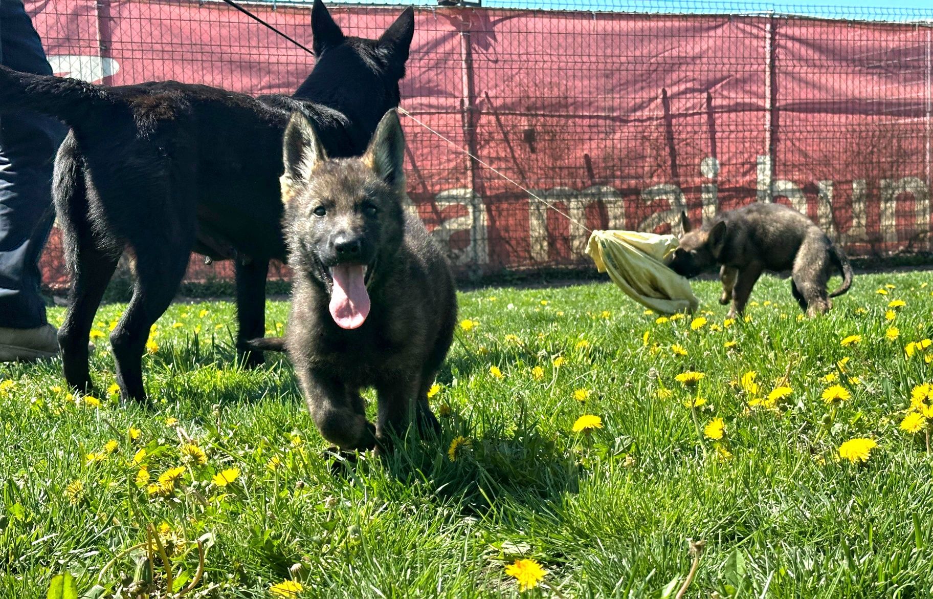 Pui ciobanesc german cu pedigree