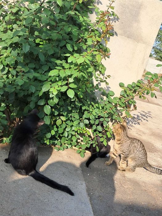Котята (девочки)
