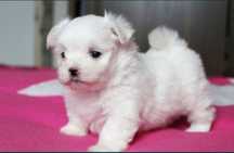 Catelusa bichon maltez